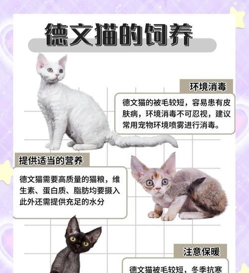 了解以德文卷毛猫的生育周期(探索以德文卷毛猫的繁殖特点和时间)(图3) 了解以德文卷毛猫的生育周期(探索以德文卷毛猫的繁殖特点和时间)(图3)