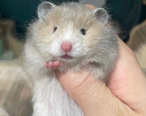 仓鼠长毛的周期及影响因素(探索仓鼠长毛周期的奥秘与保持健康毛发的技巧)(图2) 仓鼠长毛的周期及影响因素(探索仓鼠长毛周期的奥秘与保持健康毛发的技巧)(图2)