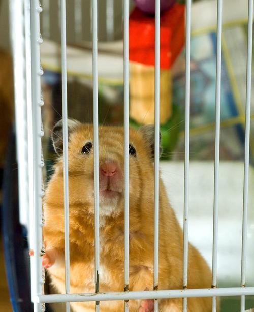 仓鼠长毛的周期及影响因素(探索仓鼠长毛周期的奥秘与保持健康毛发的技巧)(图3) 仓鼠长毛的周期及影响因素(探索仓鼠长毛周期的奥秘与保持健康毛发的技巧)(图3)