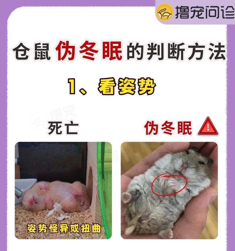 仓鼠长毛的周期及影响因素（探索仓鼠长毛周