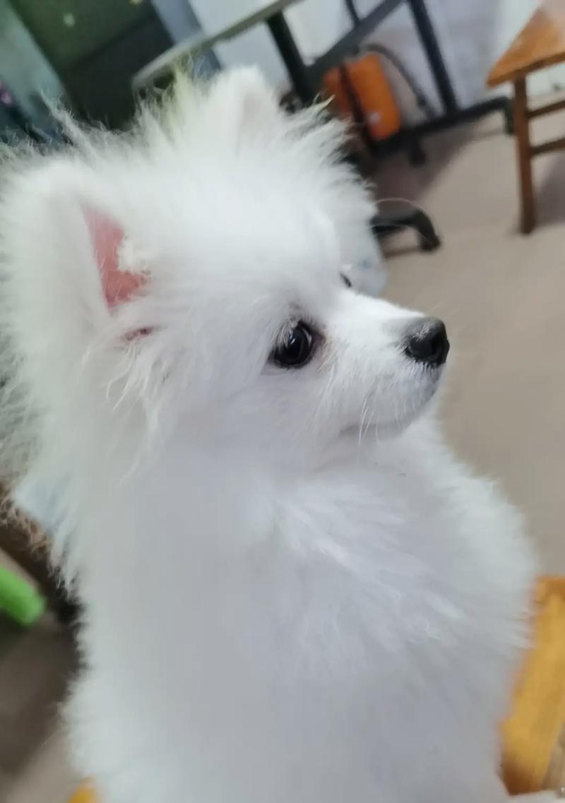 女生养狗的好选择（探讨女生养狗的理由和适合女生的狗种）(图1)