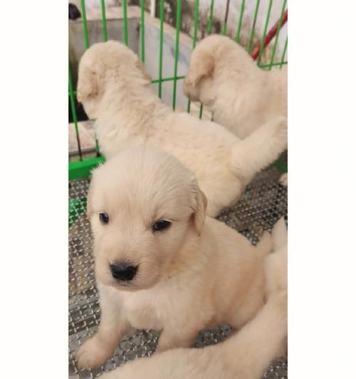 金毛狗幼崽的毛色之谜（探索金毛狗幼崽毛色的奥秘）(图1)