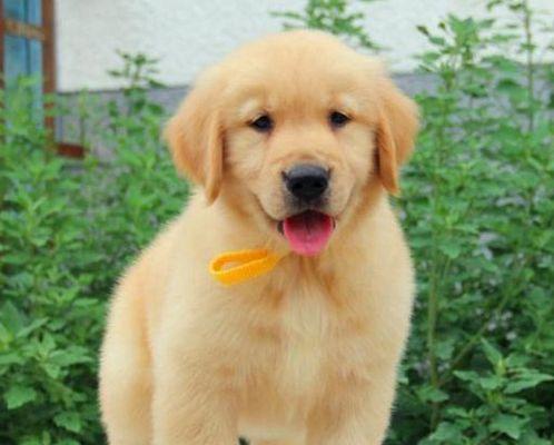 金毛狗幼崽的毛色之谜（探索金毛狗幼崽毛色的奥秘）(图3)