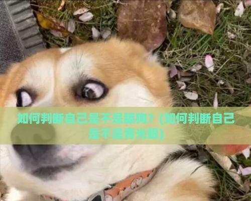 狗舔狗（揭示人与人之间真实关系的）(图2)