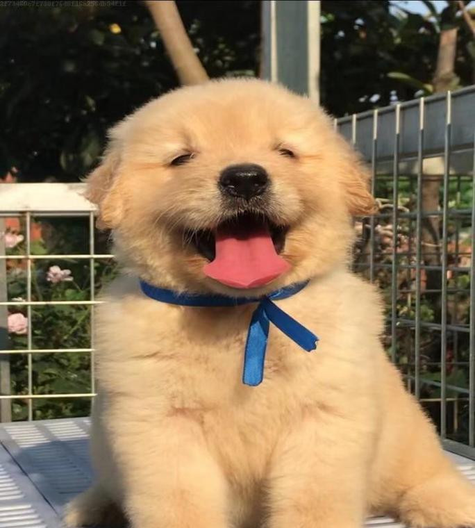 金毛狗幼崽的毛色之谜（探索金毛狗幼崽毛色的奥秘）(图2)