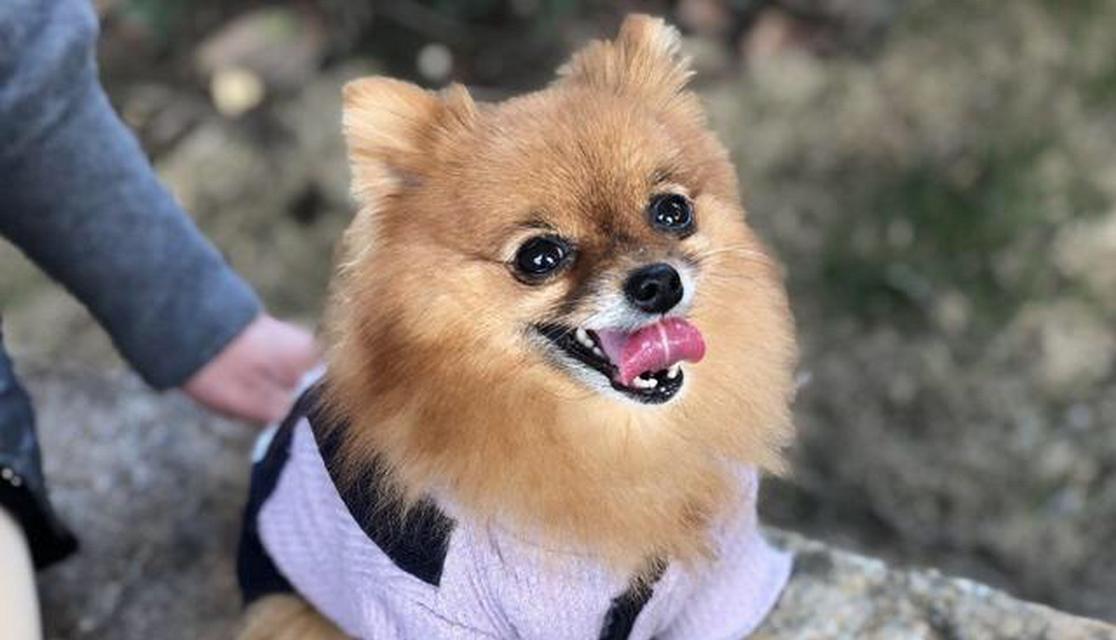 女生养狗的好选择（探讨女生养狗的理由和适合女生的狗种）(图3)