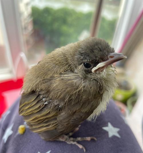 小鸟的饮食习惯及营养需求（探索小鸟食物链的奥秘）(图2)