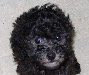 《灰色泰迪的华丽转变》（从普通灰色到返灰为主，探索泰迪毛发的变化之旅）(图2)