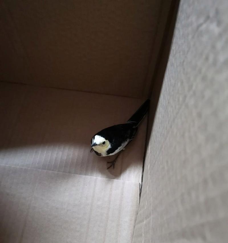 小鸟的饮食习惯及营养需求（探索小鸟食物链的奥秘）(图3)