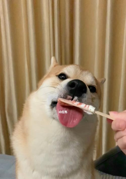 狗舔狗（揭示人与人之间真实关系的）(图3)