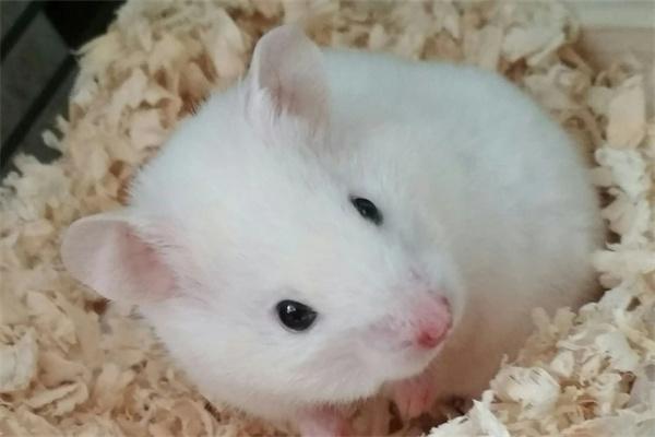 仓鼠打喷嚏是怎么回事？(图2)