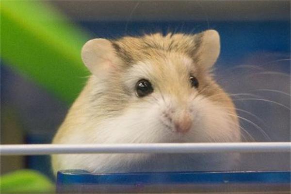 仓鼠受惊 仓鼠受到惊吓怎么安抚?(图2)