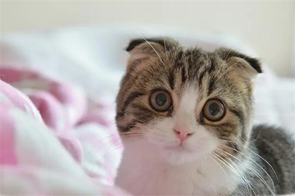 折耳猫发病的初期症状(图1)