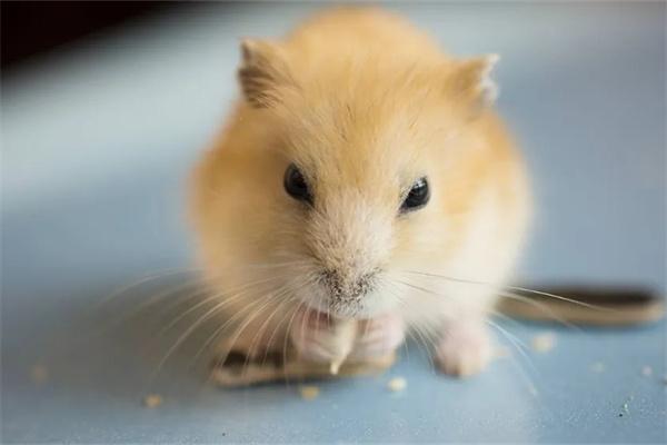仓鼠打喷嚏怎么办? 仓鼠打喷嚏一抽一抽的怎么办?(图2)