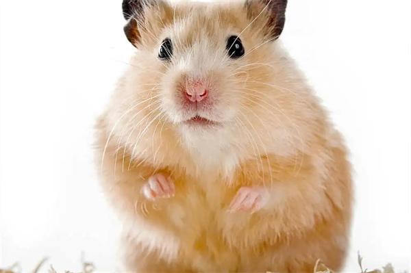 仓鼠打喷嚏一抽一抽的怎么办? 仓鼠打喷嚏一抽一抽的怎么办?(图1)