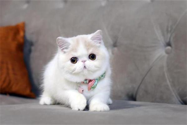 为什么猫咪做完绝育手术会一脸生无可恋？(图2)