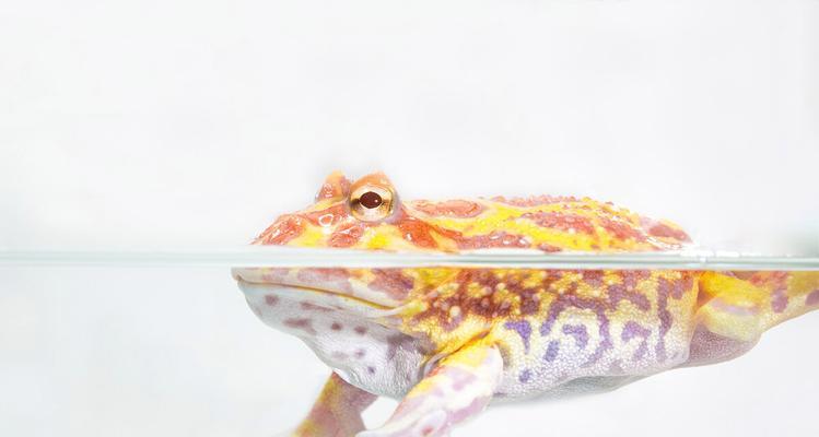 以角蛙的水果饮食习惯（以角蛙可以吃哪些水果？了解一下！）(图2)