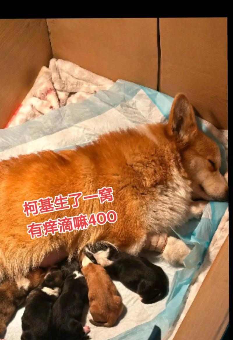 狗狗剖腹产后的恢复期及生产时间（探讨剖腹产术后狗狗生产窝的最佳时机）(图2)