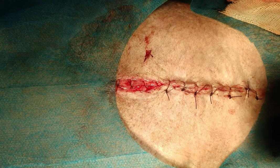 狗狗剖腹产后的恢复期及生产时间（探讨剖腹产术后狗狗生产窝的最佳时机）(图3)