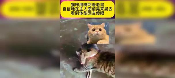猫攻击前晃动之谜（探寻猫为何攻击前会进行晃动的原因）(图1)