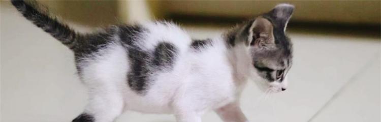 猫攻击前晃动之谜（探寻猫为何攻击前会进行晃动的原因）(图2)