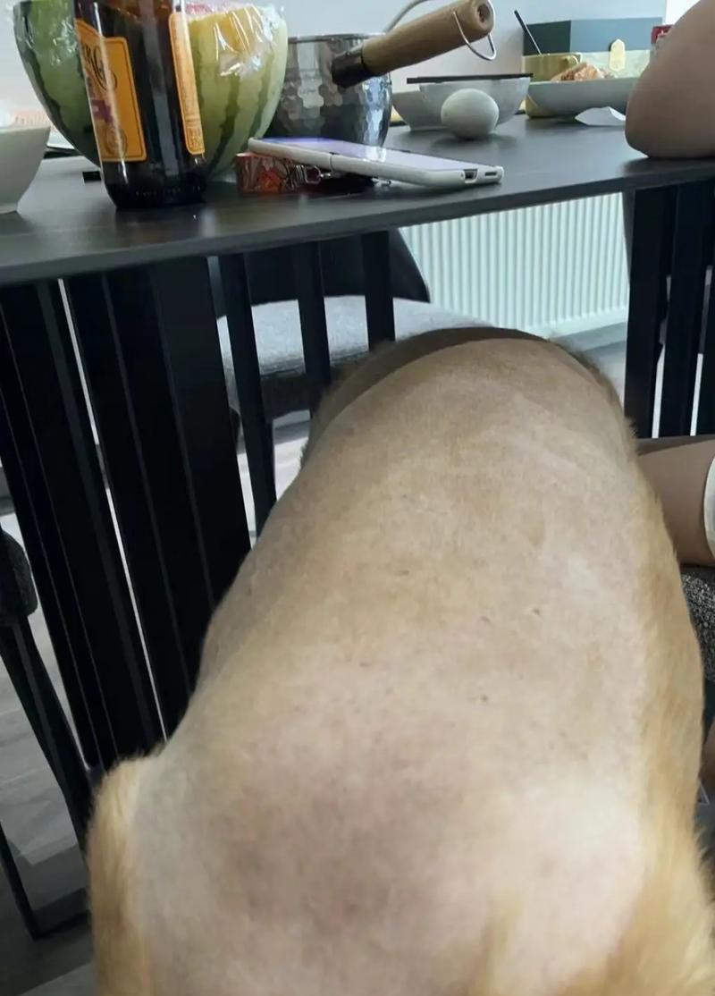 金毛犬常见疾病大揭秘（了解如何预防和治疗金毛犬的常见疾病）(图3)