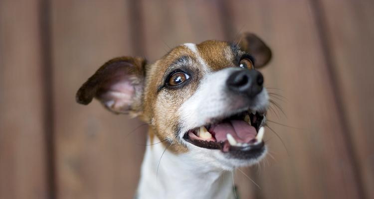 家狗狗眼屎增多，主人要及时排查原因（宠物眼屎增多可能有多种原因，仔细观察狗狗眼部情况）(图1)