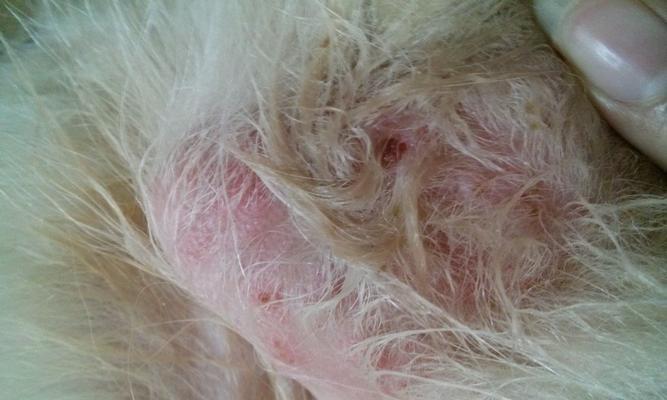 金毛犬常见疾病大揭秘（了解如何预防和治疗金毛犬的常见疾病）(图2)