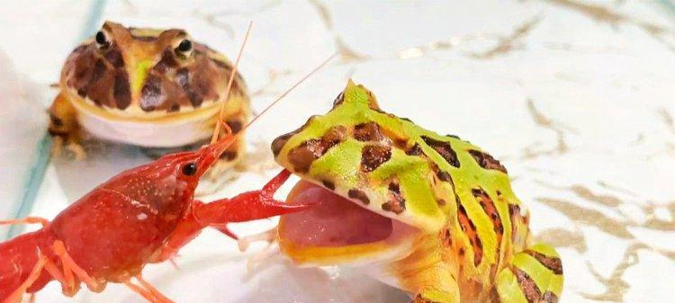 以角蛙的水果饮食习惯（以角蛙可以吃哪些水果？了解一下！）(图3)