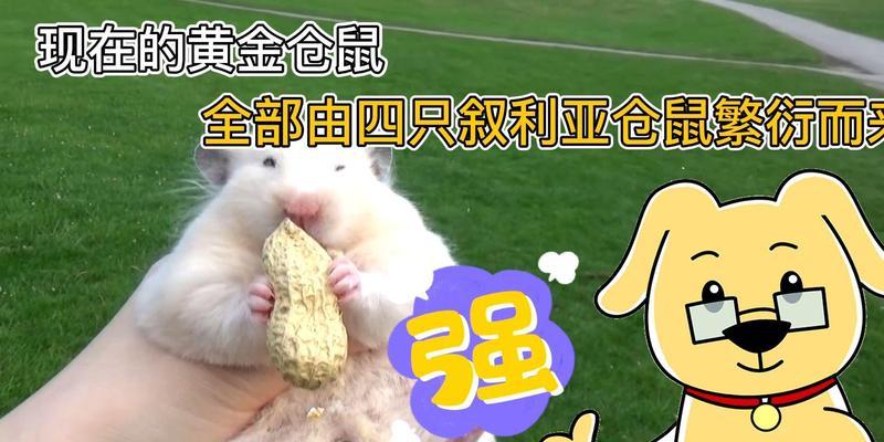 仓鼠的繁殖周期与生育能力（探索仓鼠繁殖周期，了解仓鼠生育能力）(图2)