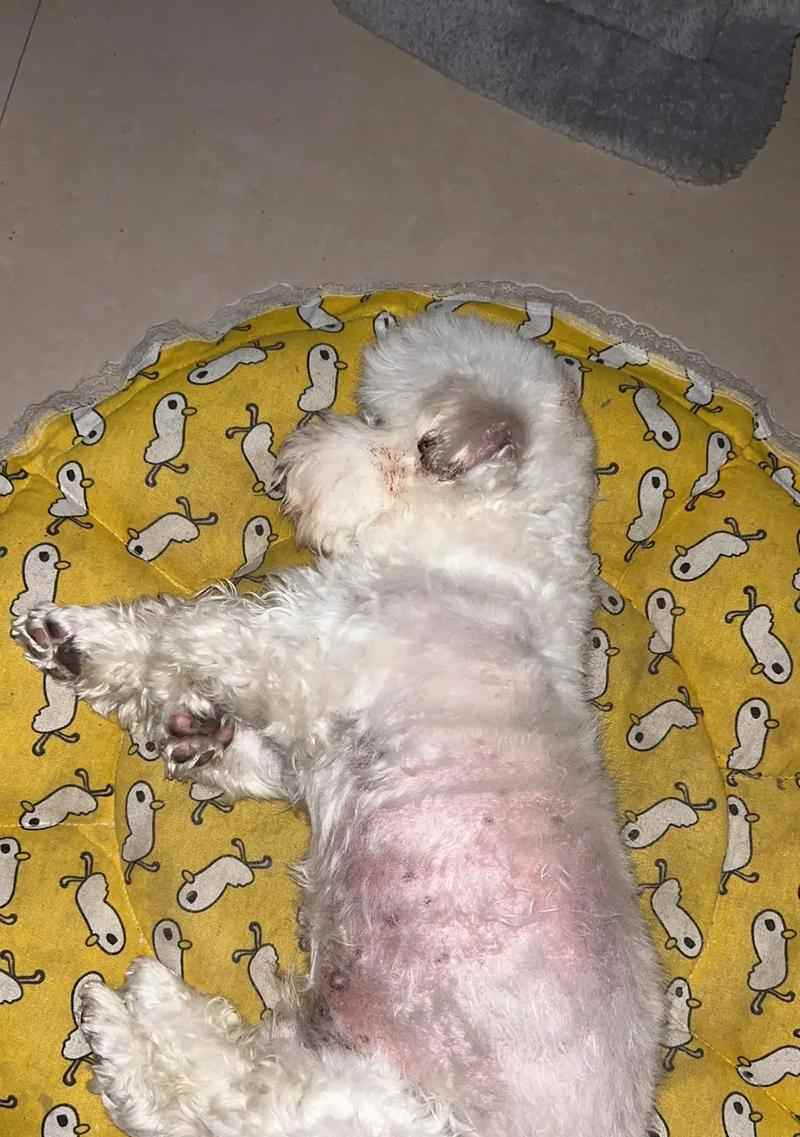 狗的外伤结痂需要多久？（狗的外伤结痂时间