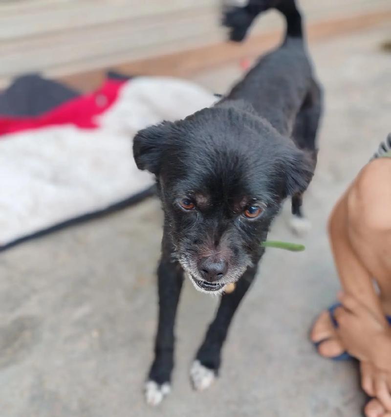 农村普通狗的寿命究竟有多长？（探究农村普通狗寿命的因素及延长方法）(图3)