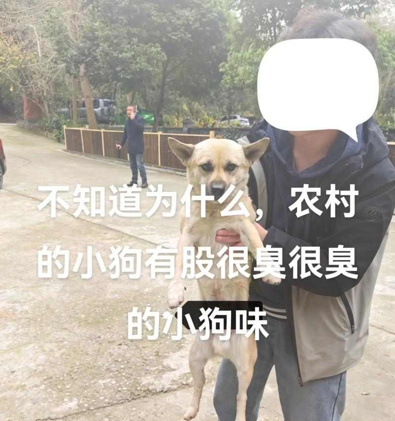 农村普通狗的寿命究竟有多长？（探究农村普通狗寿命的因素及延长方法）(图2)