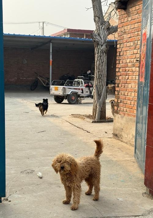 农村普通狗的寿命究竟有多长？（探究农村普通狗寿命的因素及延长方法）(图1)