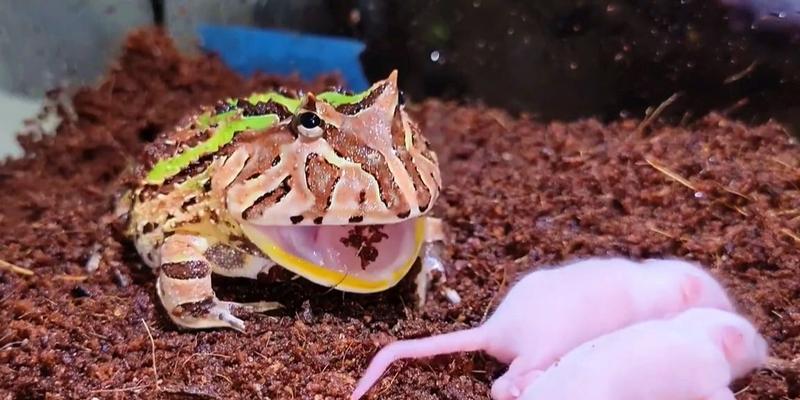 以角蛙的水果饮食习惯(以角蛙可以吃哪些水果?了解一下!)(图1) 以角蛙的水果饮食习惯(以角蛙可以吃哪些水果?了解一下!)(图1)