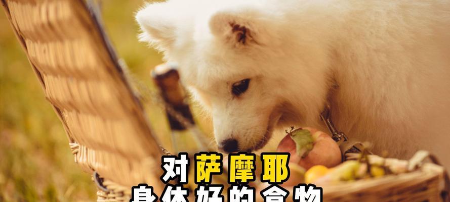 以萨摩耶的饮食习惯及可食用食物一览(了解萨摩耶的饮食需求与健康选择)(图2) 以萨摩耶的饮食习惯及可食用食物一览(了解萨摩耶的饮食需求与健康选择)(图2)