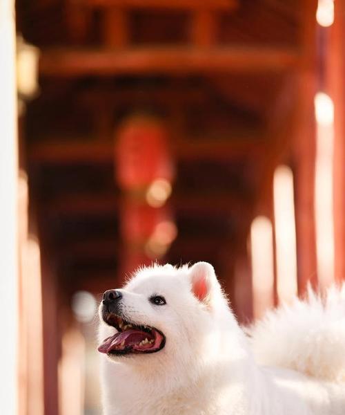 以萨摩耶的饮食习惯及可食用食物一览(了解萨摩耶的饮食需求与健康选择)(图1) 以萨摩耶的饮食习惯及可食用食物一览(了解萨摩耶的饮食需求与健康选择)(图1)