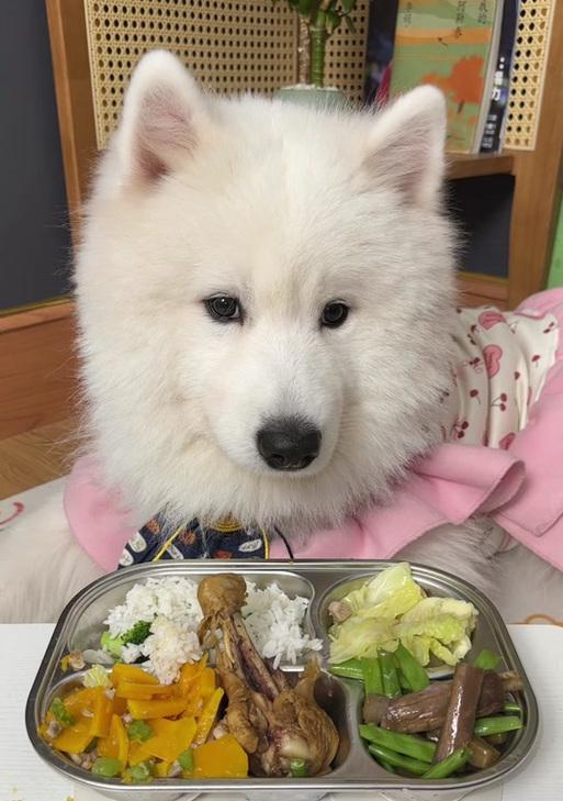 以萨摩耶的饮食习惯及可食用食物一览(了解萨摩耶的饮食需求与健康选择)(图3) 以萨摩耶的饮食习惯及可食用食物一览(了解萨摩耶的饮食需求与健康选择)(图3)