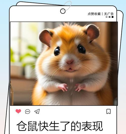 仓鼠的繁殖周期与生育能力（探索仓鼠繁殖周期，了解仓鼠生育能力）(图3)