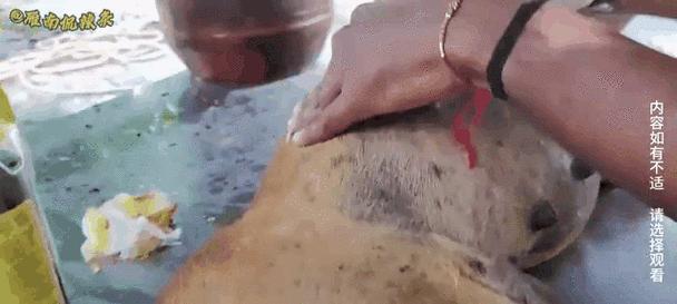 狗狗剖腹产后的恢复期及生产时间（探讨剖腹产术后狗狗生产窝的最佳时机）(图1)