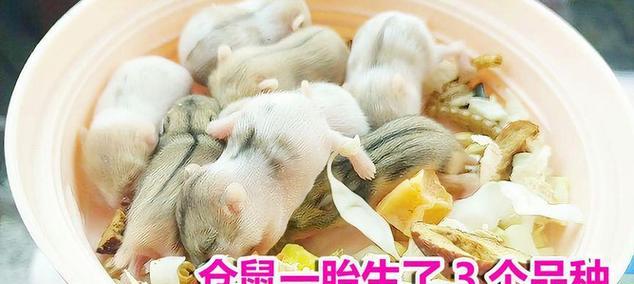 仓鼠的繁殖周期与生育能力（探索仓鼠繁殖周