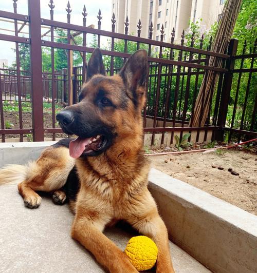 养茶杯犬的必备饲养技巧(掌握这些关键技巧,让你的茶杯犬健康快乐)(图2) 养茶杯犬的必备饲养技巧(掌握这些关键技巧,让你的茶杯犬健康快乐)(图2)