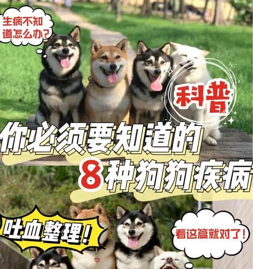 养茶杯犬的必备饲养技巧(掌握这些关键技巧,让你的茶杯犬健康快乐)(图3) 养茶杯犬的必备饲养技巧(掌握这些关键技巧,让你的茶杯犬健康快乐)(图3)