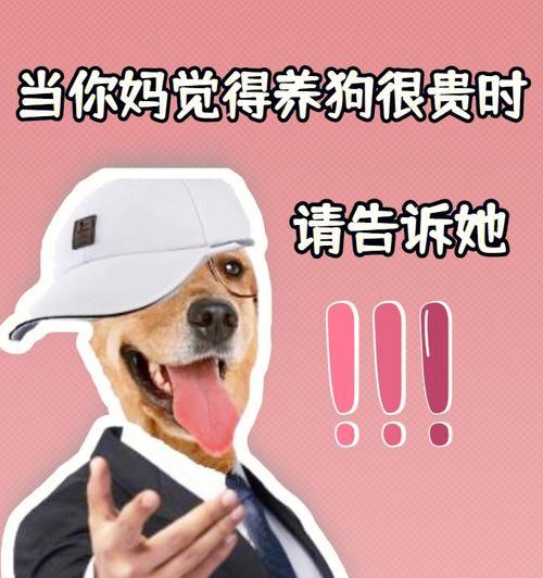 养茶杯犬的必备饲养技巧（掌握这些关键技巧