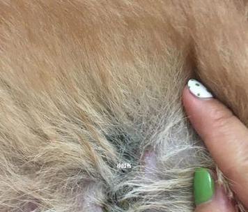 狗的外伤结痂需要多久？（狗的外伤结痂时间与因素分析）(图2)