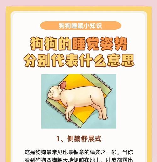 40天的狗睡眠时间(了解幼犬的睡眠需求,帮助它们成长)(图2) 40天的狗睡眠时间(了解幼犬的睡眠需求,帮助它们成长)(图2)