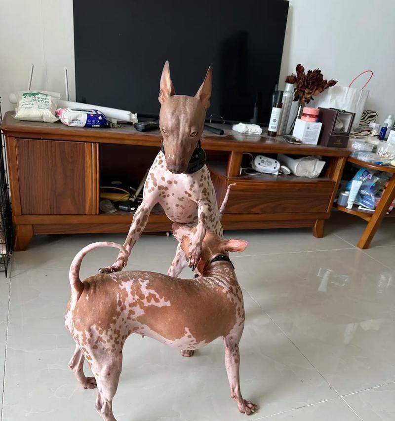 探讨不掉毛大型犬的特征和养护方法(图2)