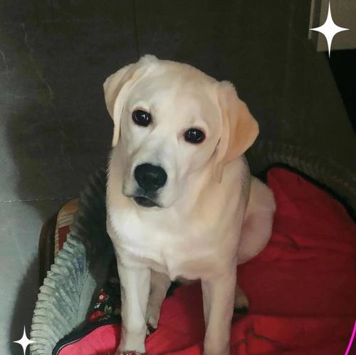 拉布拉多价格下降，养她的人却不增加（探究拉布拉多市场供需的变化与人们购买行为的影响）(图3)