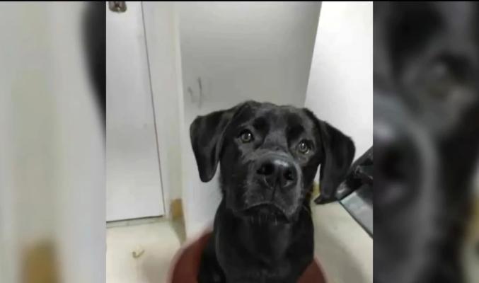 拉布拉多价格下降，养她的人却不增加（探究拉布拉多市场供需的变化与人们购买行为的影响）(图1)