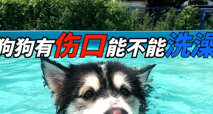 小狗伤口处理与洗澡的正确时间（小狗伤口恢复需要注意的时间和方式）(图2)